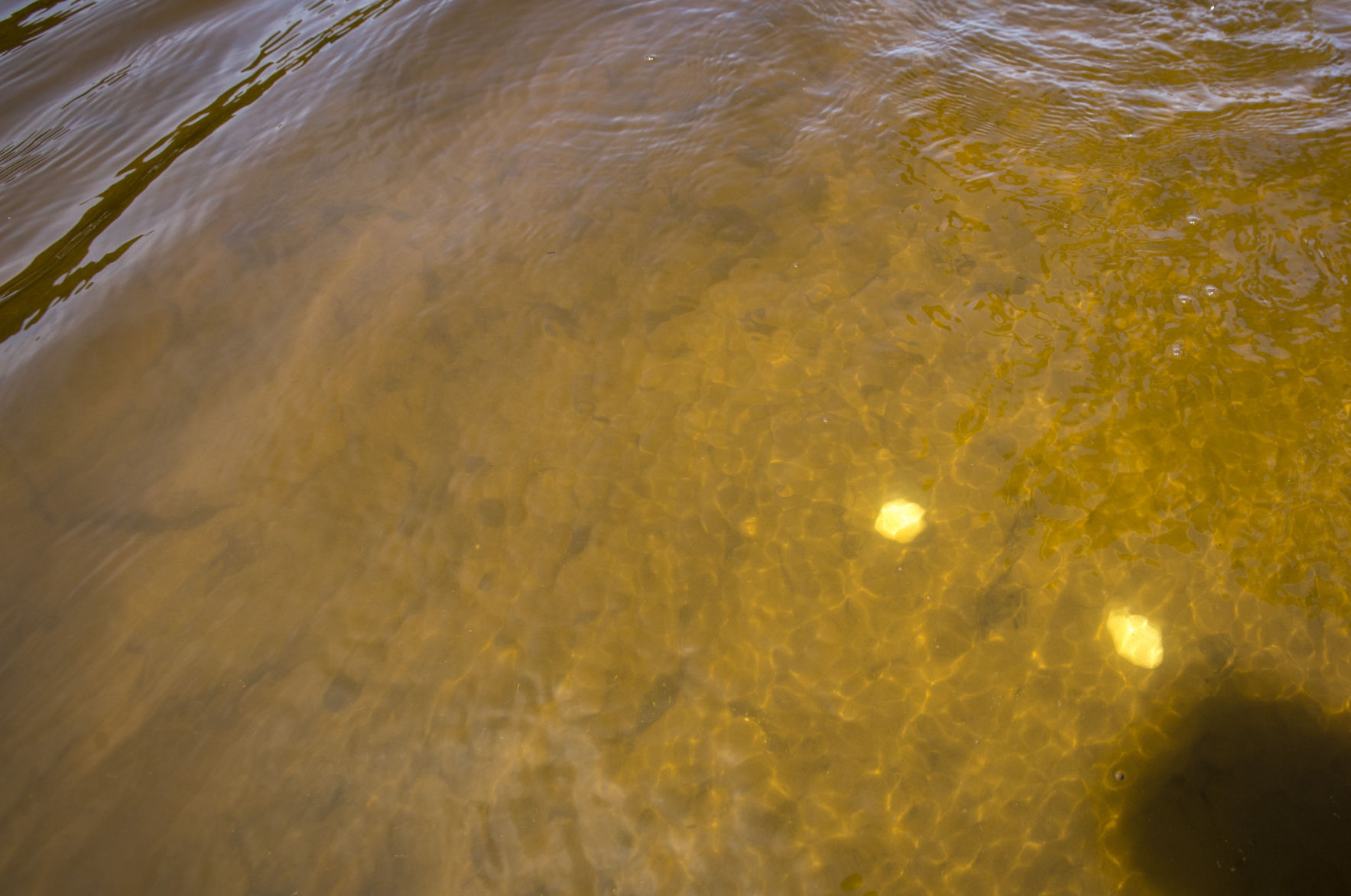 THE GREAT RIVER-0264